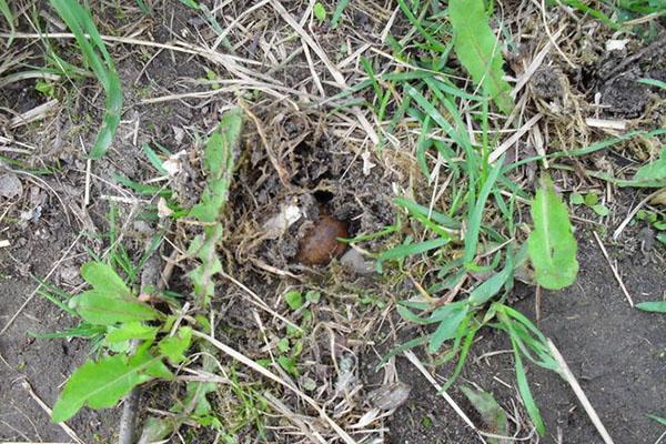 escargot de raisin dans la nature