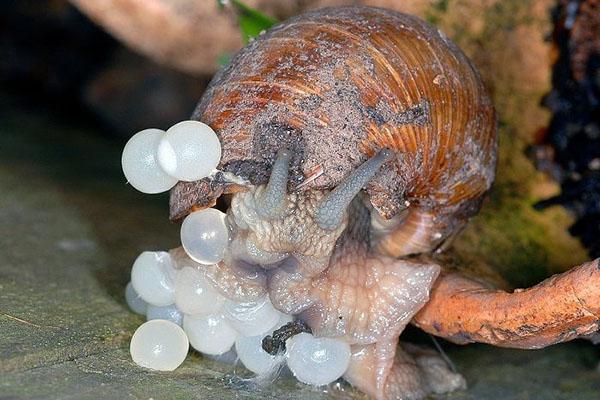 caracol pone huevos