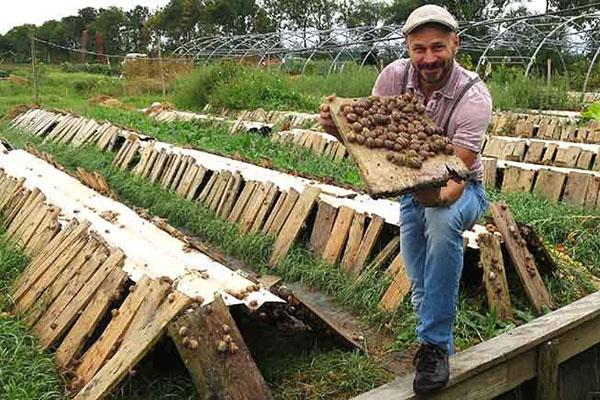 ferme d'escargots