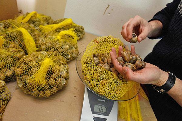 préparation d'escargots de raisin à vendre