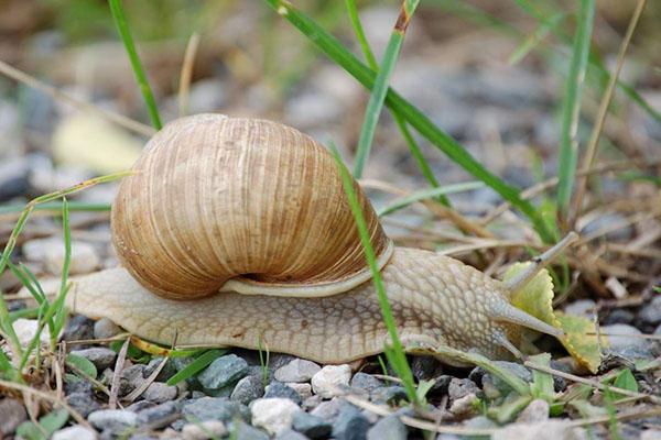 caracol de uva en la parcela