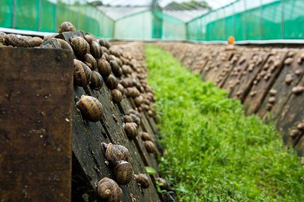 faire pousser des escargots de raisin dans une serre