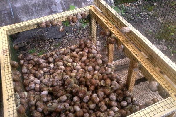 caracoles de uva en una jaula