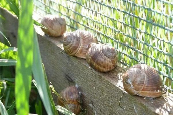 élevage d'escargots de raisin