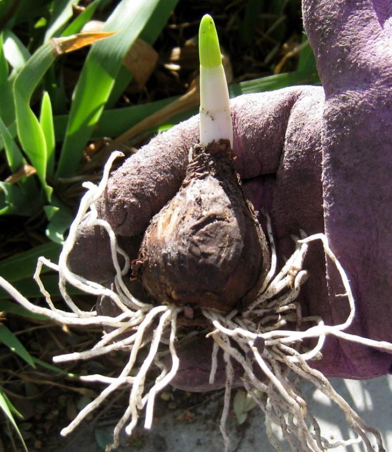 bulbo de narciso con raíces