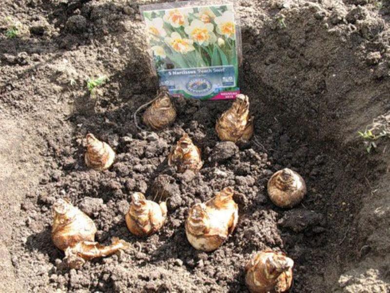 moment de la plantation d'automne des jonquilles