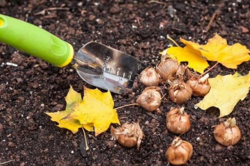 les jonquilles quand planter des bulbes en automne