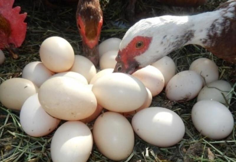 cómo aumentar la producción de huevos