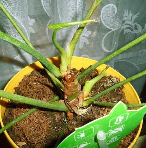 Una planta moribunda se puede salvar con parte del tallo con raíces aéreas.