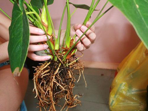En divisant la plante en rosettes avec des racines, vous pouvez rajeunir et restaurer l'anthurium