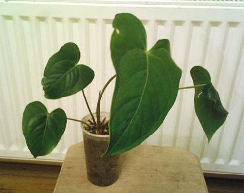 Flor joven de un esqueje con raíces aéreas