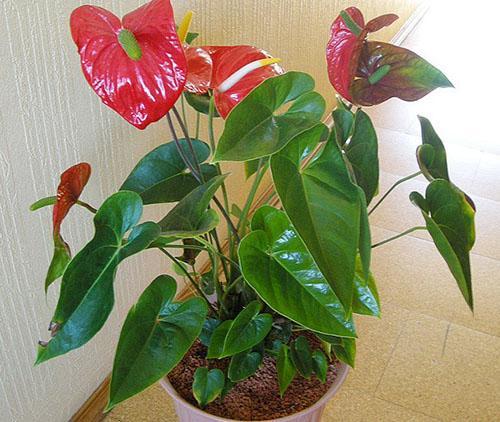 Anthurium en el interior de la habitación.