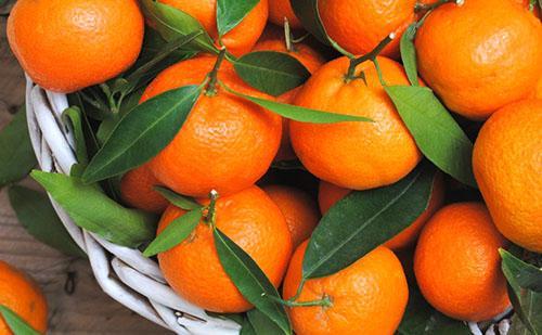 choisir des mandarines pour faire de la confiture