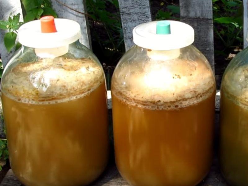 fermentación de mosto de manzana