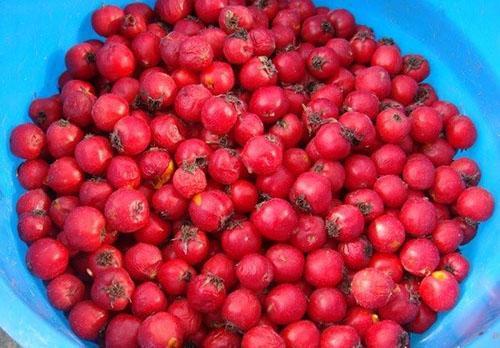 trier soigneusement les fruits de l'aubépine