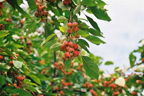 manzanas del paraíso maduras
