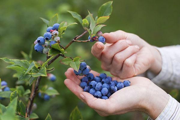 cueillir des bleuets