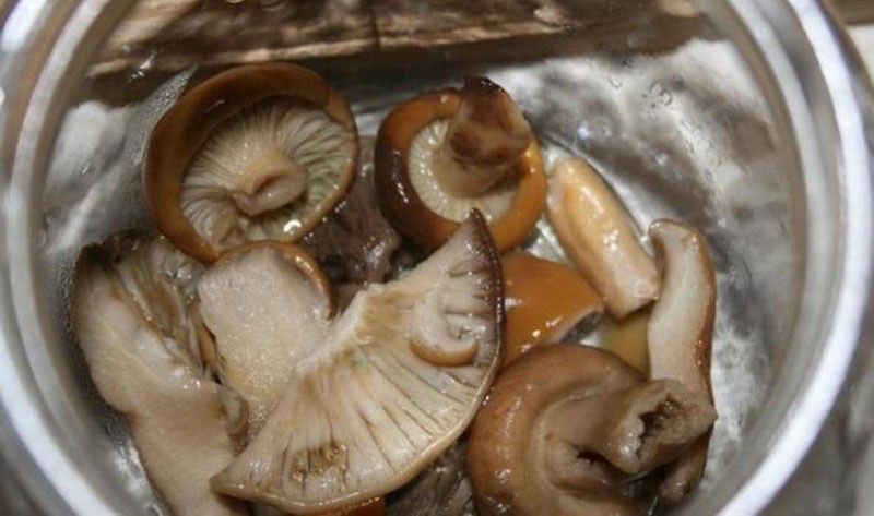 faire bouillir des champignons