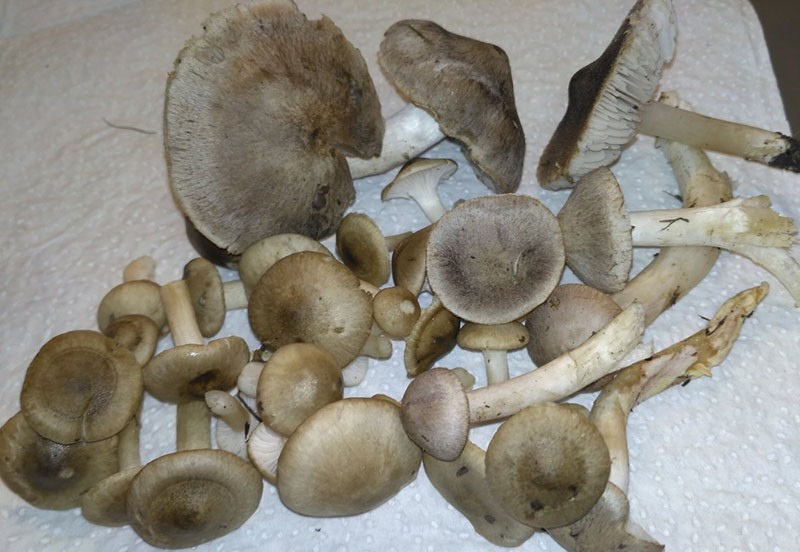 hongos ratón