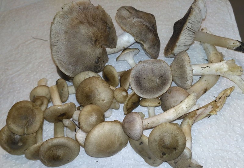 champignons de souris