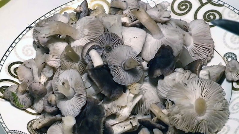 champiñones lavados