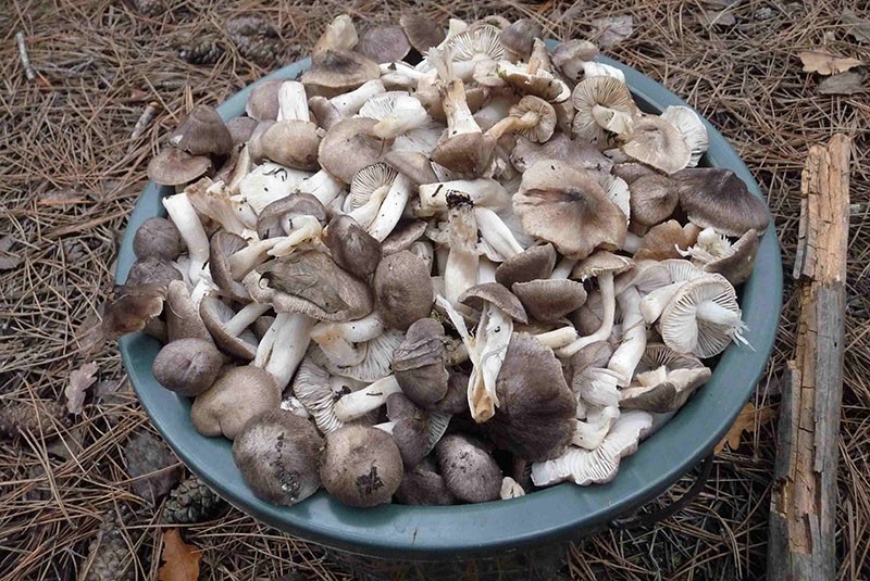 préparation de champignons souris