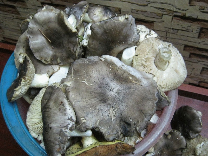 lavar champiñones