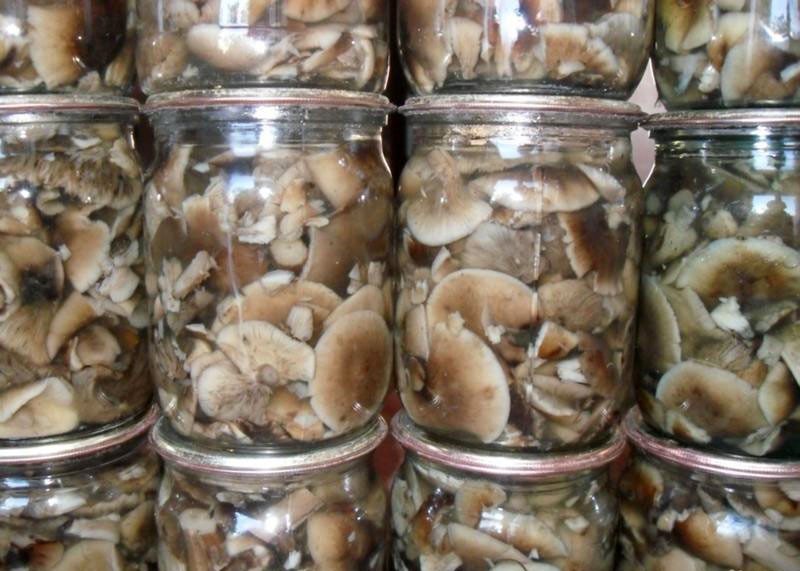 recetas para encurtir hongos ratón