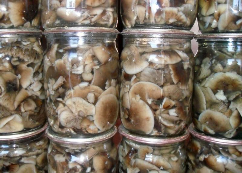 recettes pour mariner les champignons de la souris