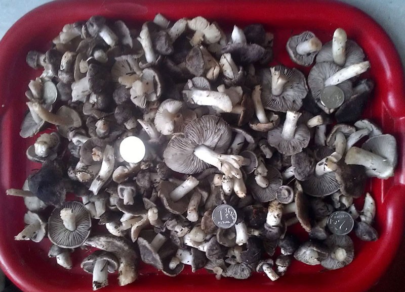 hongos ratón para cosechar