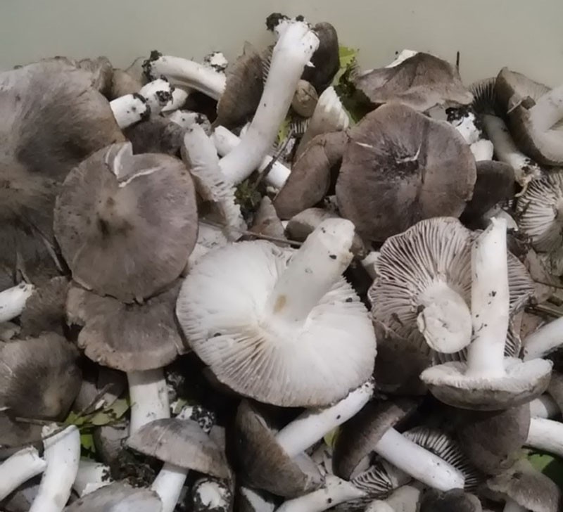 preparar champiñones para encurtir