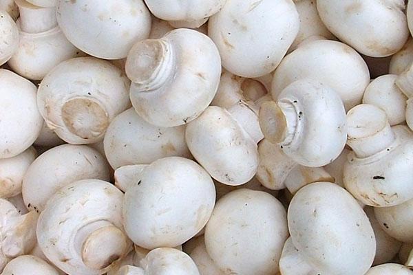champiñones para relleno de calamar