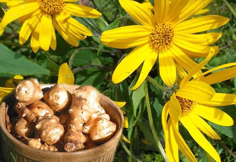 Fleurs et tubercules de topinambour