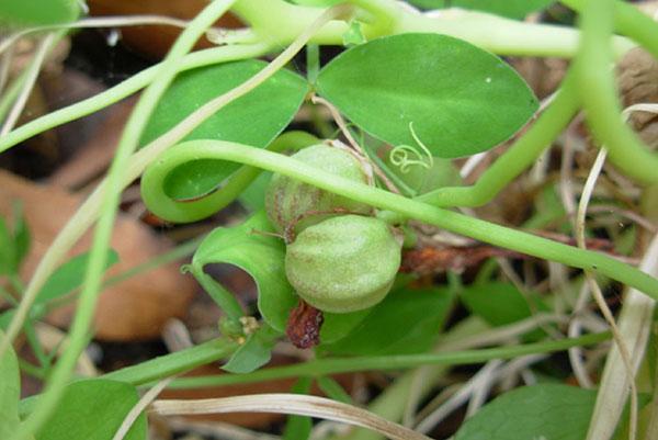 semillas de capuchina