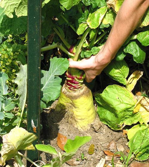 Tal rábano se puede cultivar en el país.