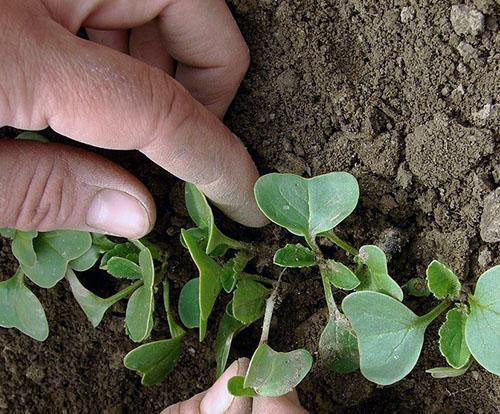 La plantation de radis margelan doit être éclaircie