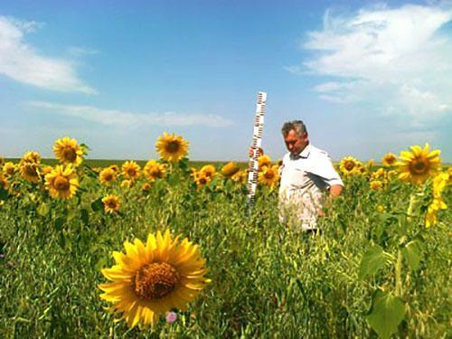 Cultivo de rábano de aceite con girasol.