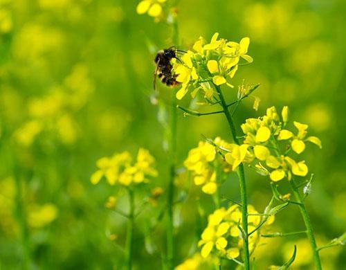 A las abejas les encanta el color del rábano oleaginoso.