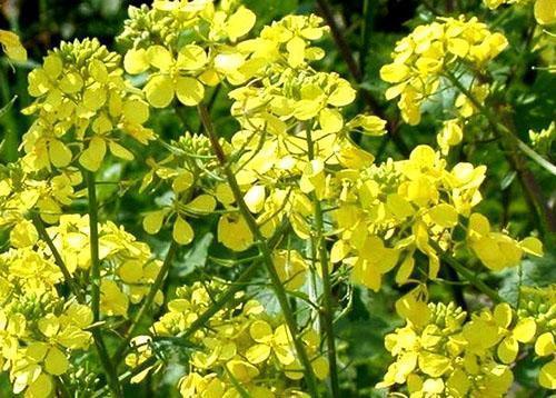 Flores de rábano de aceite