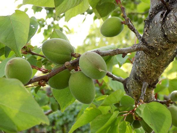 abricots verts