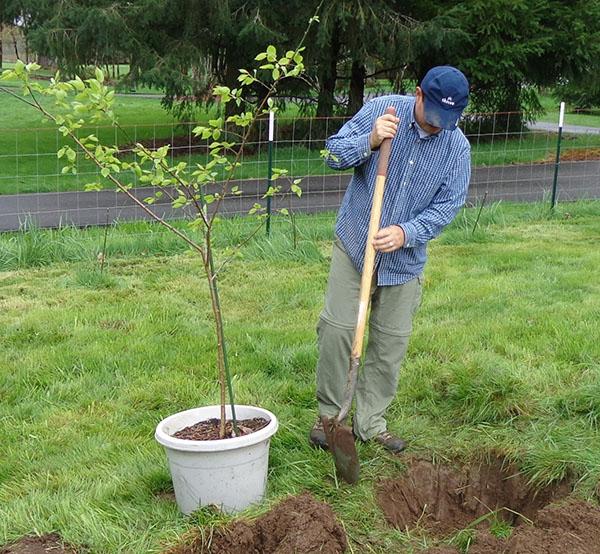 plantation abricot velours noir