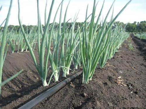 Système d'irrigation goutte à goutte