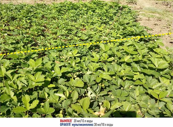 différence dans le développement des fraises