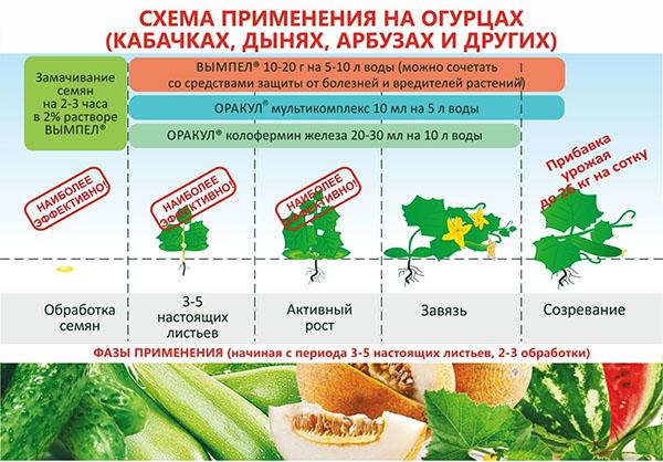 application de fanion de concombre