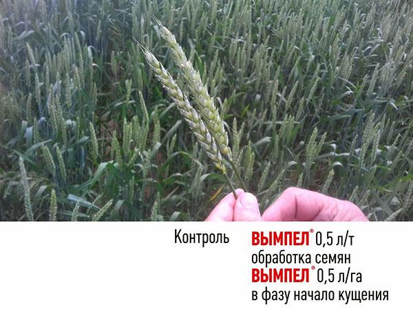 utilisation d'un fanion pour les céréales