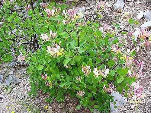 Chèvrefeuille planté en fleurs d'automne