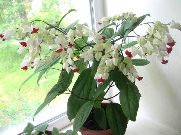 Clerodendrum Thompson