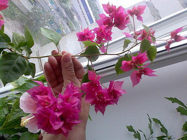 Clerodendrum en fleurs à la maison