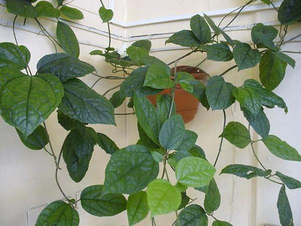 Clerodendrum dans un pot suspendu