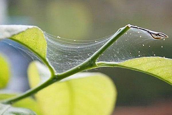 Araignée sur clérodendrum